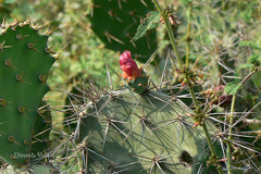 Opuntia elatior